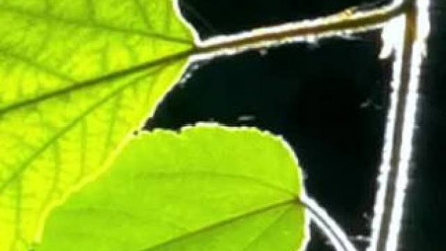 #一花一草一世界