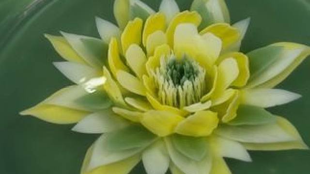 一针一针通过自己的创心将它制作出来，再美美的送给朋友们作为特殊礼品#创新 #手工diy 