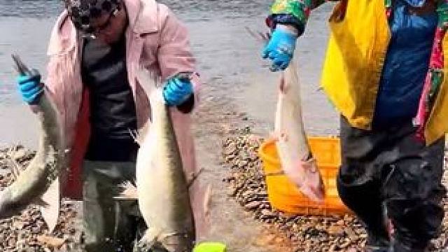 #大鲤子鱼来了 #抓鱼了 #大货