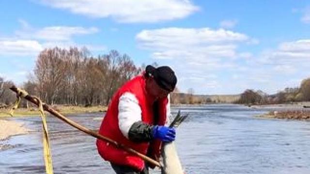 #撒网捕鱼 #大鲤子鱼来了