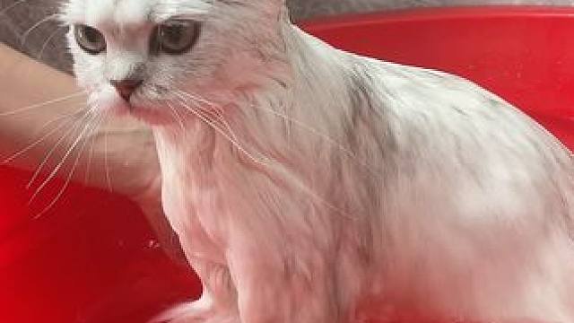 小7：“人，表现好了来个罐罐嘛？ #猫咪洗澡乖乖的 #金吉拉 #猫咪的不服全写在脸上 #猫咪洗澡挑战