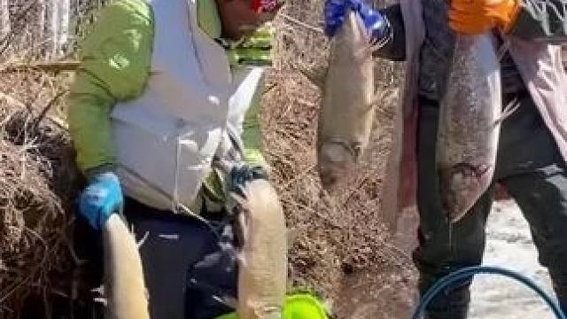 #大鲤子鱼来了 #好大一条鱼