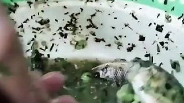 吃鱼生 #东南亚美食 #我的乡村生活 #乡村守护人 #内容启发搜索 #越南鱼生