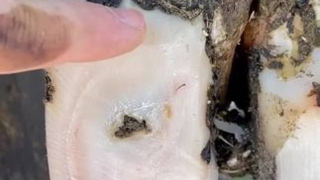 这是一只超级丝滑的刮片牛蹄#解压#修牛蹄