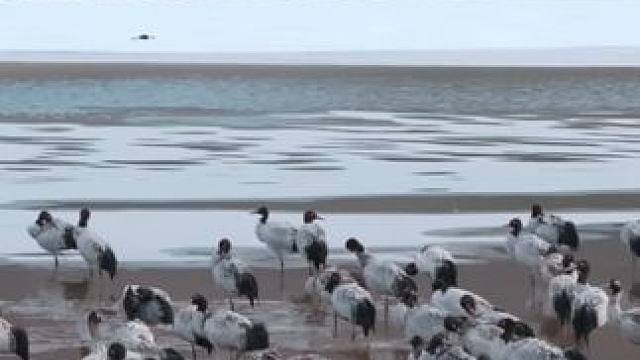 【越冬】雪域为席，苍穹作幕，黑颈鹤在西藏的冬天书写生命的诗行 #西藏 #黑颈鹤 #过冬 #高原精灵 