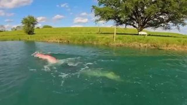 户外自由泳长距离挑战，感受一下丝滑感！ #自由泳 #游泳 #游泳训练