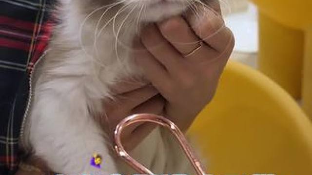 这也太划算了吧，还能撸小猫咪#宠物成精啦 #吃完这顿就2025了 #本地生活团购