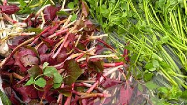 今天沉浸式摘各种蔬菜 #农村生活 #野菜