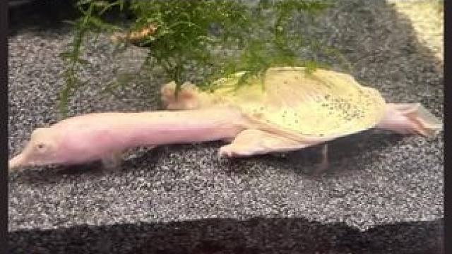 #搞笑 #吐槽 #抽象 #动物世界 #乌龟