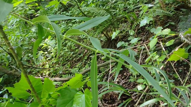 知道吃了有什么好处吗