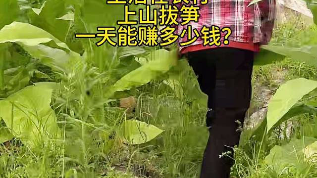 农民上山拔笋一天能挣多少钱？