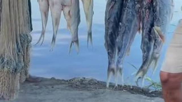 户外野餐 #东南亚美食 #我的乡村生活 #乡村守护人 #内容启发搜索