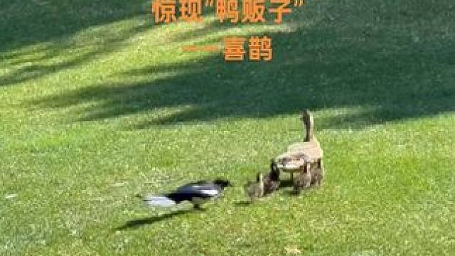高尔夫球场趣闻，喜鹊原来是强盗……#高尔夫球场 #神奇的大自然 #动物的迷惑行为  #喜鹊 #鸭子
