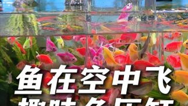 能让你家鱼儿在天上飞的负压缸，解锁赏鱼新角度和趣味玩法！ 鱼儿也超开心！#鱼缸里的大自然 #鱼儿自由