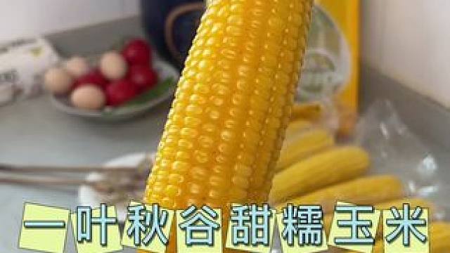 这个玉米香甜软糯还能拉丝，低卡又有饱腹感，来自东北黑土地甜糯玉米#玉米 #黄糯玉米 #早餐吃什么
