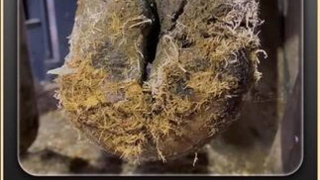 很严重，拉丝的组织下惊现一个大洞 #解压 #助眠 #修牛蹄 #强迫症 #极度舒适