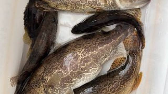 鳜鱼季节到了，怎么能少了我呢#钓鱼 #鳜鱼