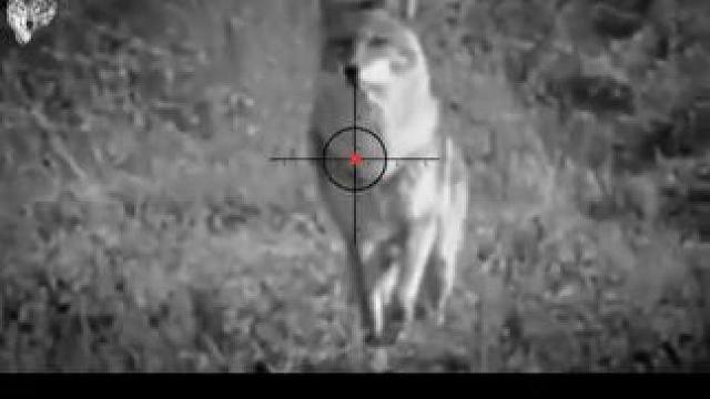 美区合法消灭泛滥的郊狼 #国外合法狩猎 #遵守法律请勿非法饲养或买卖活动