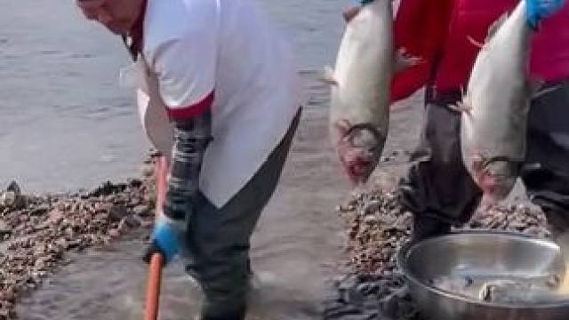 #三农户外捕鱼 #大表哥抓鱼