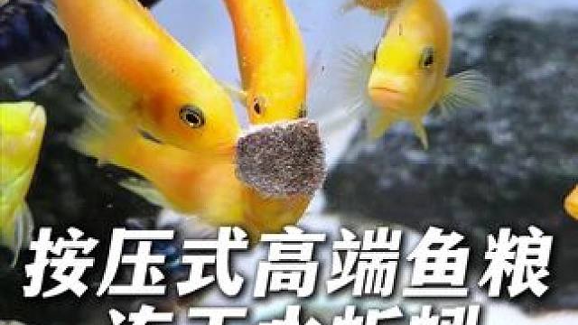 能让鱼儿们疯狂抢食的水蚯蚓鱼粮，不浑水无添加剂。 鱼儿乌龟都能吃！#鱼粮 #水蚯蚓 #养鱼日记 #水