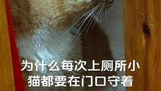 为什么每次上厕所小猫都要在门口守着 即使他很困也会这样 #小猫 #小猫咪三分迷茫七分呆滞