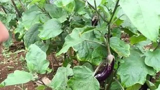 东南亚野菜哥 #东南亚美食 #我的乡村生活 #乡村守护人 #内容启发搜索