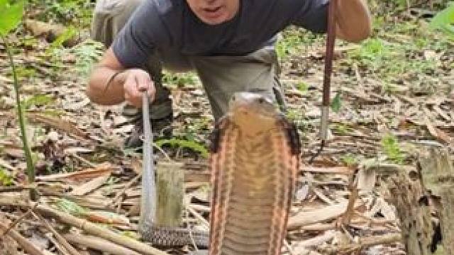 帮眼镜王蛇去除蜱虫 #国外视频分享 #野生动物零距离 #专业操作请勿