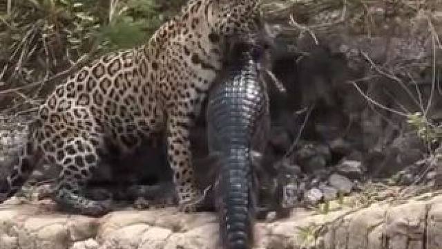 美洲豹捕食鳄鱼 #国外视频分享 #野生动物 #美洲豹