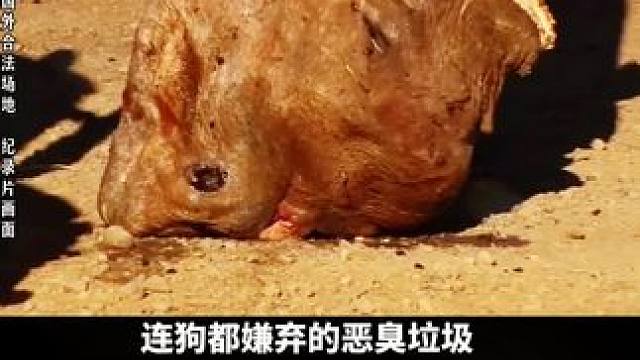 你敢吃吗？冰岛的发酵鲨鱼肉？