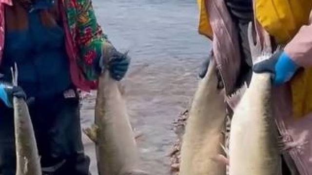 #大鲤子鱼来了 #三农户外捕鱼