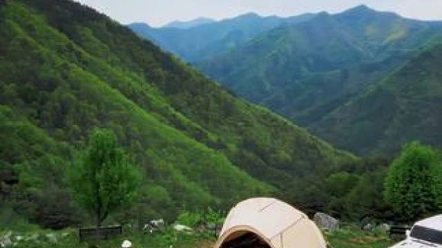 和动物在一起 #露营报告