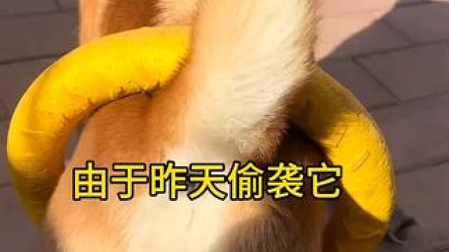 它恨不得站起来 捂着屁股跑！ 