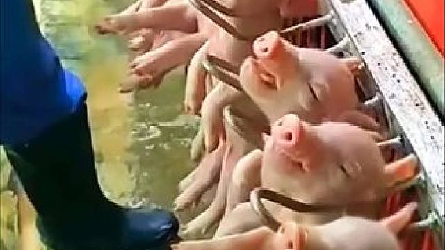 巧妙的农机具发明，太实用了#农机 #农具 #三农 #创意发明 #劳动人民的智慧