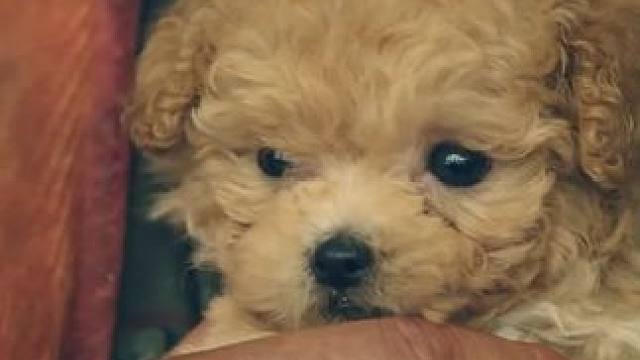 #比天堂还美丽小狗的心事用爱填满  为什么要选择流浪汉，小狗不用解释，因为爱 自有解释#治愈 #流浪