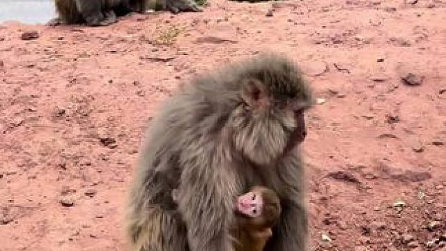 雪山千年白头，我的头发才白了一半，岁月这把刀，欺人，却不敢欺神