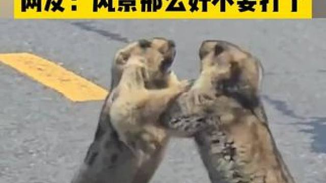 土拨鼠原来有一身肌肉，网友：风景那么好不要打了！