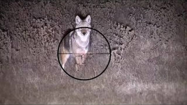 美区合法消灭泛滥的郊狼 #国外合法狩猎 #遵守法律请勿非法饲养或买卖活动