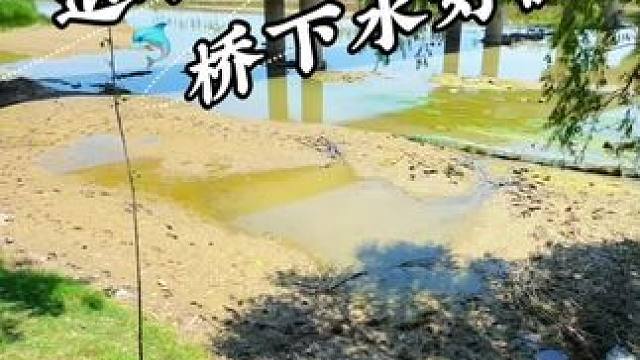 退水桥下水可混 #户外#户外抓鱼 #户外探险 #户外探索