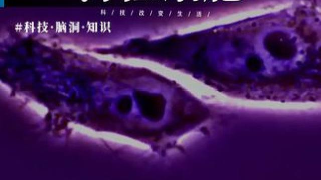 这是唯一一个永生的人，已经去世74年细胞还在分裂繁殖 #涨知识 #科普