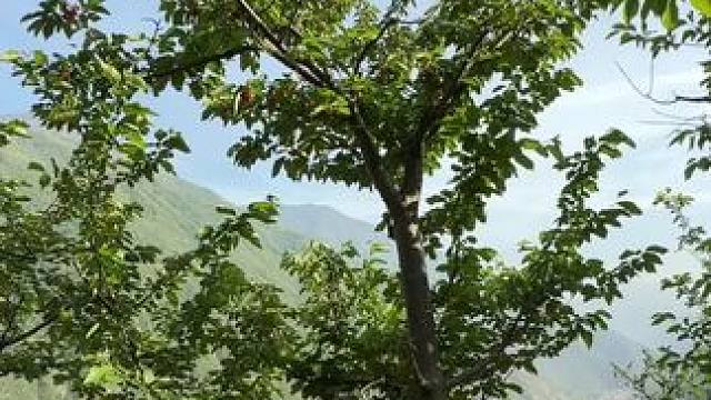 马上又可以实现车厘子自由啦！安排起#车厘子 #车厘子自由