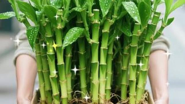 竹柏水培，为生活添一抹诗意绿意。无需土壤，清水相伴，便能静静生长。修长叶片透着温润光泽，优雅姿态自成