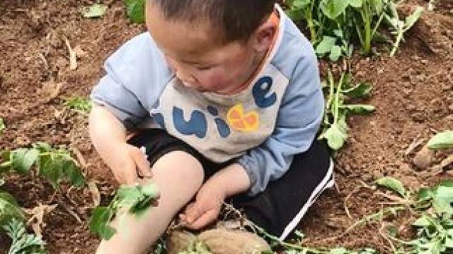 今天带双双来地里翁洋芋。#农村娃