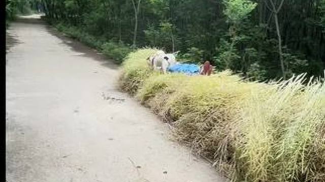 俺妈做好饭没有
熊我“半吊子”还好意思回来了，咋了呀又#回村的生活 #农忙时节 #我家的小土狗 #乡