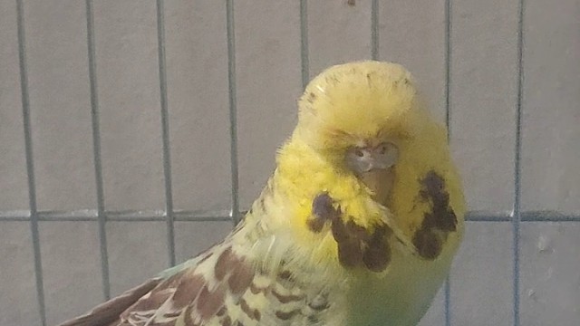 欧血大头虎皮鹦鹉