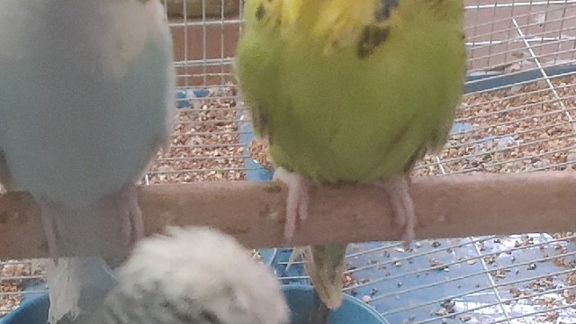 欧血大头虎皮鹦鹉