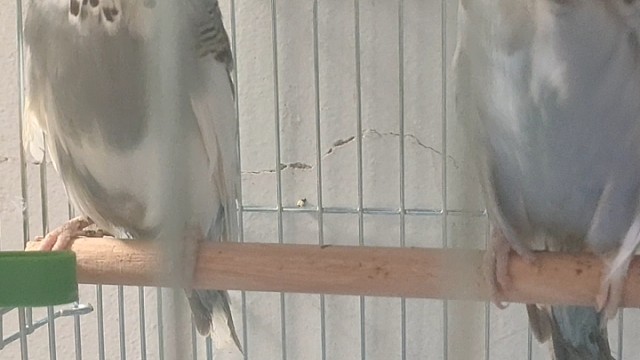 欧血大头虎皮鹦鹉