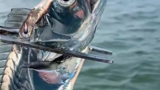 都是深海带鱼中段烘培的，酥酥脆脆巨好吃啊 #带鱼酥