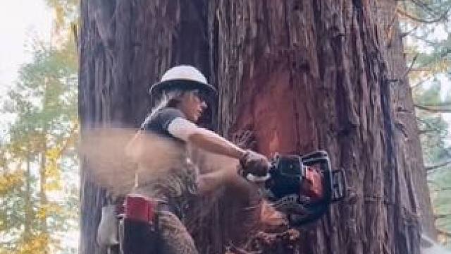 好一个死道友不死贫道啊！#巨杉 #植物 #震惊#科普 #缺德