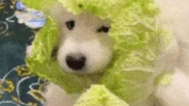 上班变得有意思多了 #上班#养狗#搞笑#娱乐评论大赏