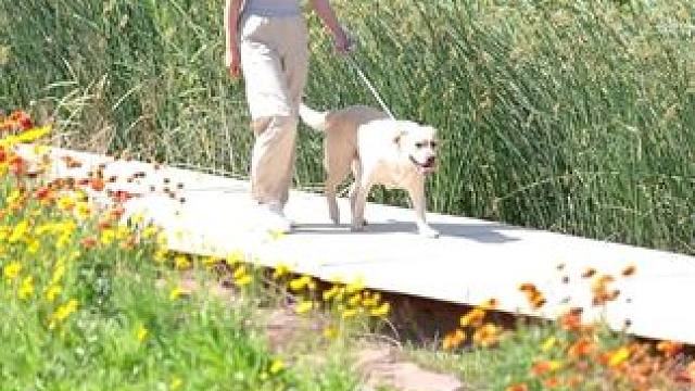 大家这几年都知道东风渠生态文化公园的莫奈花园
但其实今年的花相比于前两年可以说是锐减
无论是密集度 